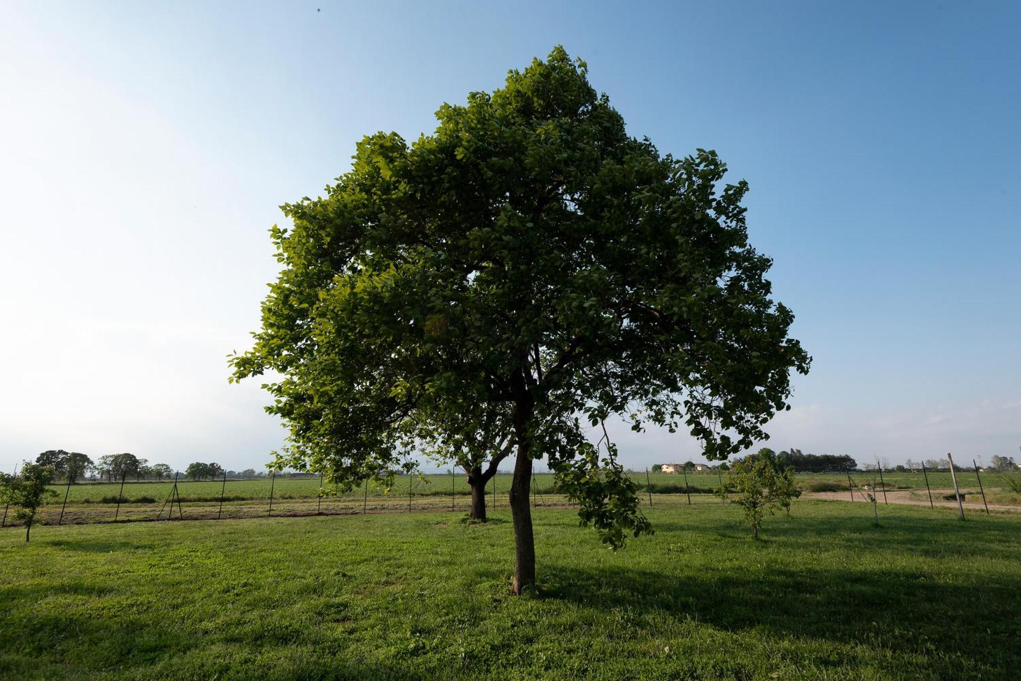 Agriturismo Cascina Graziosa Cameriano Eksteriør bilde
